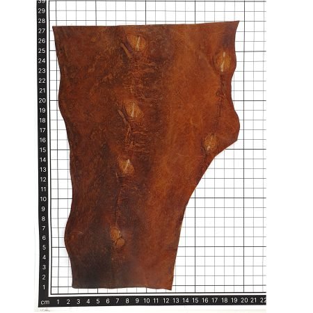 Sturgeon Leather REV406